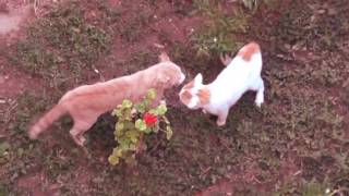 Top Epic Cat Fight Compilation Ever Seen-Funny Cat Videos 2016 New Hd