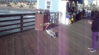 DSCF5230.AVI