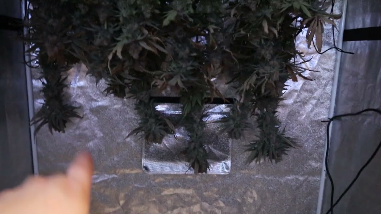 Indoor Grow Series Pt15 - Harvest Day