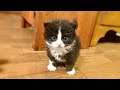 【保護猫】家の近くで保護した子猫が可愛すぎる件　[rescue cat]