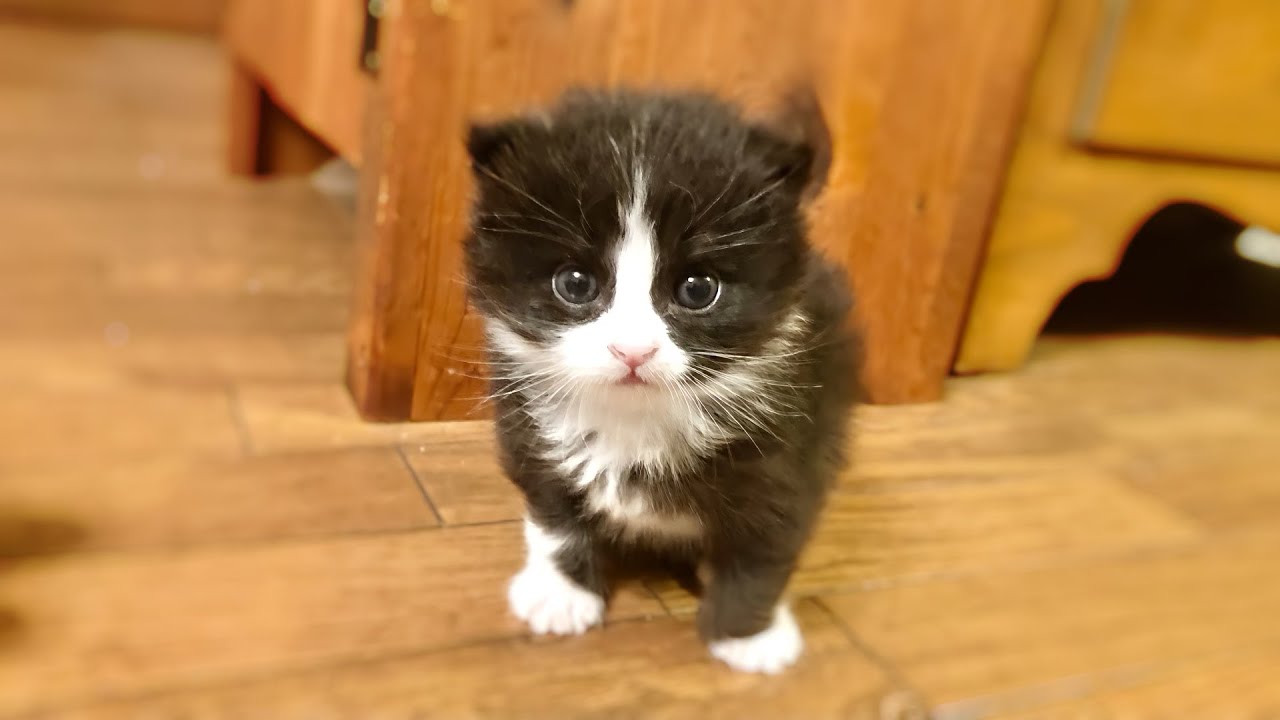 【保護猫】家の近くで保護した子猫が可愛すぎる件　[rescue cat]