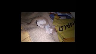 فيديوهات قطط مضحكة و جميلة  Cute♥Funny Cats 2022 catsshortsمضحكةقطط    طول الليل لعب عاوزة انام.