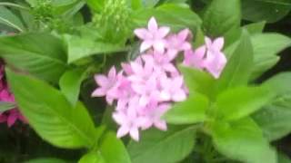 花言葉辞典 笑顔になれる花言葉特集 暮らし の 花言葉辞典 笑顔になれる花言葉特集 暮らし の