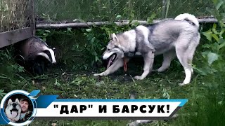 ЗНАКОМСТВО С БАРСУКОМ/ВОСПИТАНИЕ МОЛОДОЙ ЛАЙКИ ДЛЯ ОХОТЫ!!!