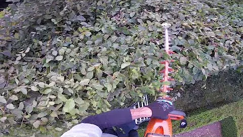 Trimming a formal Beech hedge
