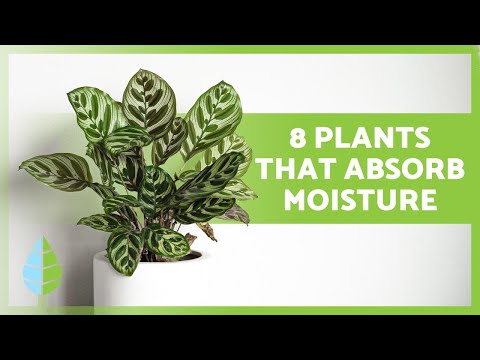 8 PLANTS that ABSORB MOISTURE 🌿💧 Names and their care!