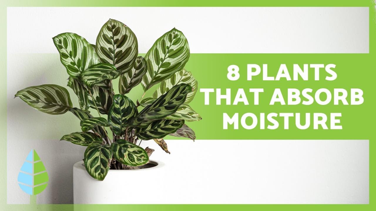 8 PLANTS that ABSORB MOISTURE 🌿💧 Names and their care! 