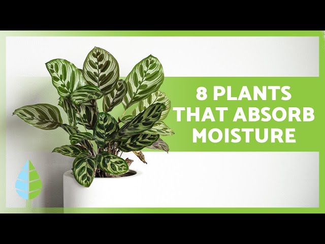 8 PLANTS that ABSORB MOISTURE 🌿💧 Names and their care! 