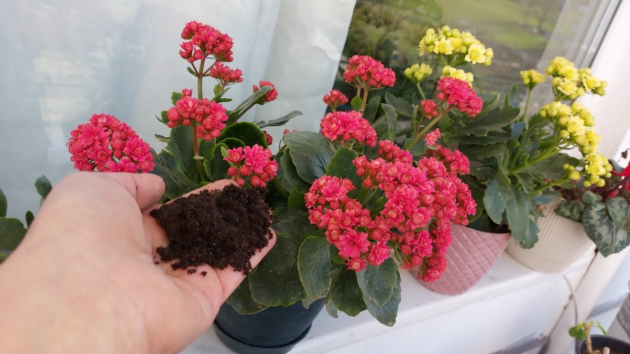 Tüm Çiçeklere Bunu Yapın Çiçek Coşturan Bakımı Çoğaltma Aniden Tomurcuk Yapıyor 