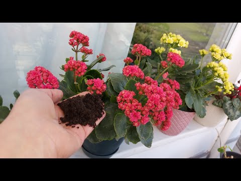 Tüm Çiçeklere Bunu Yapın Çiçek Coşturan Bakımı Çoğaltma Aniden Tomurcuk Yapıyor 