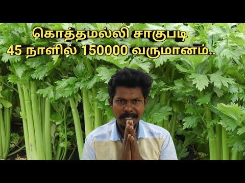 கொத்தமல்லி சாகுபடி | கொத்தமல்லி விவசாயம் | 50 நாளில் 150000 வருமானம் தரும் கொத்தமல்லி சாகுபடி