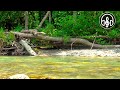 Clean Mountain River. Nature Sounds for Relaxation and Sleep.