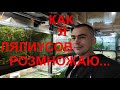 Как я размножаю лялиусов и коридорасы на нерест...