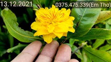 Mai cúc thọ hương mini để bàn ôm nụ chơi Tết, dảo siêu bông sài gòn siêu hót Lh:0375.475.339(Em Thơ)