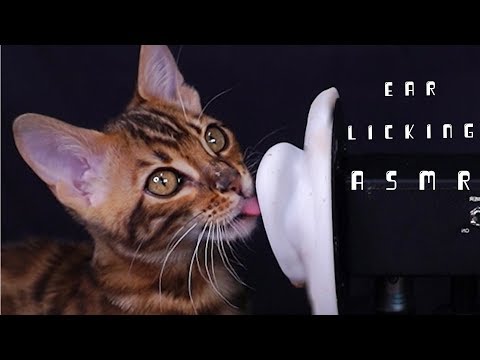 ASMRする猫? 毛づくろいする音,ゴロゴロ歌(気分がいい時の音),猫の色んな音