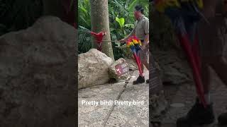 Xcaret fun pretty bird