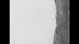 Ex vivo 3D osteocyte network construction with primary murine bone cells