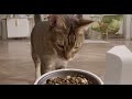 Watch 1080P HD camera like keeping an extra eye on your fur babies on Amazon Live