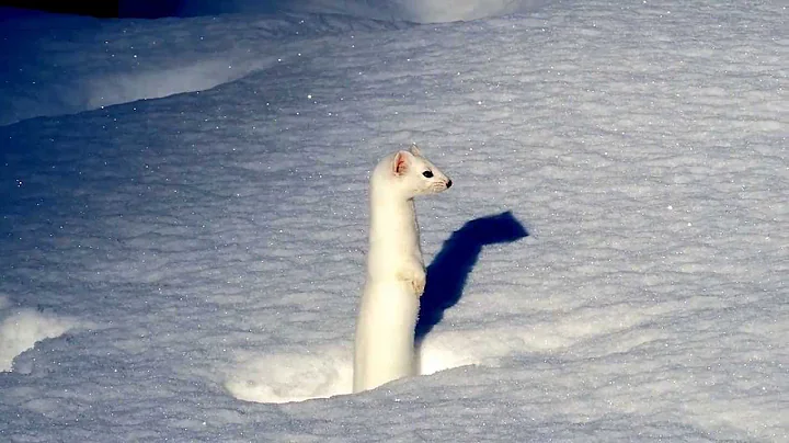 Wyoming weasel