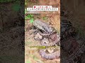信じられない戦い!ニシキヘビ対コモドオオトカゲ! #Python #KomodoDragon #WildNature #AnimalBattle #PredatorVsPrey