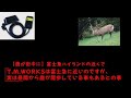 【鹿ソニック】取り付けはDIYでも可能、塩害地域はスピーカーが消耗品カモ？　あと今は街中の日中でも鹿が出るので当たったら一発廃車も