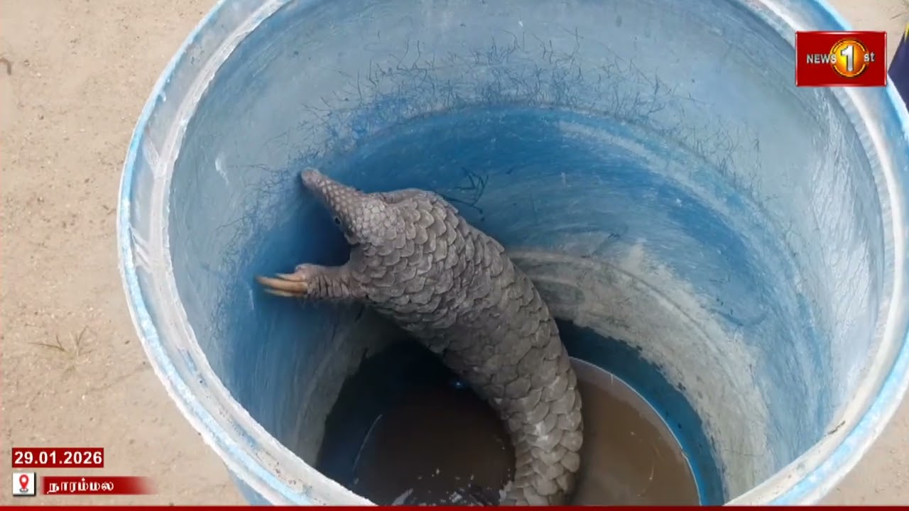 கிராமத்தில் பிடிபட்ட ஆமடில்லா 