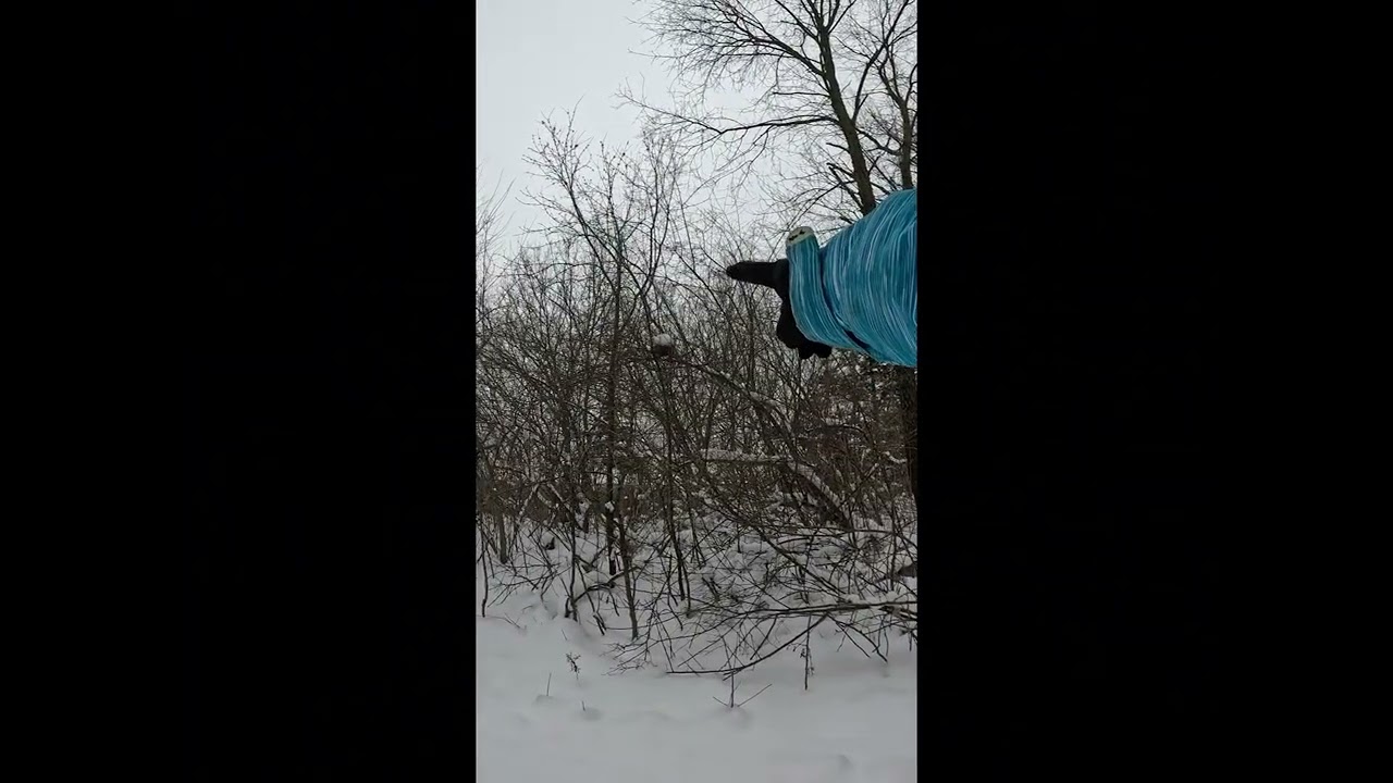 Take a hike with me, I found a hawk!