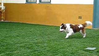 Our Graceful Dog by wwwMonkSFcom 1,099 views 13 years ago 37 seconds