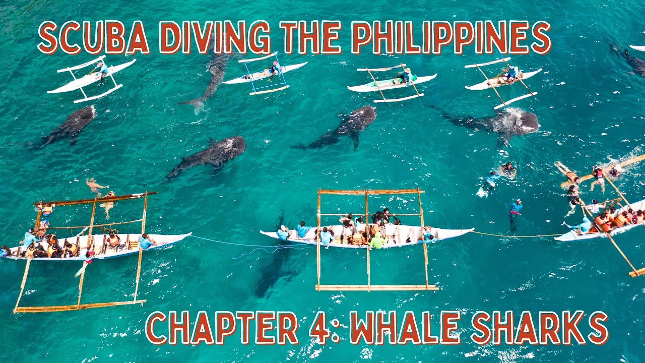 Snorkeling Diving With Whale Sharks