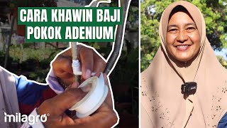 CARA UNTUK KAHWIN BAJI POKOK ADENIUM CARA UNTUK KAHWIN BAJI POKOK ADENIUM