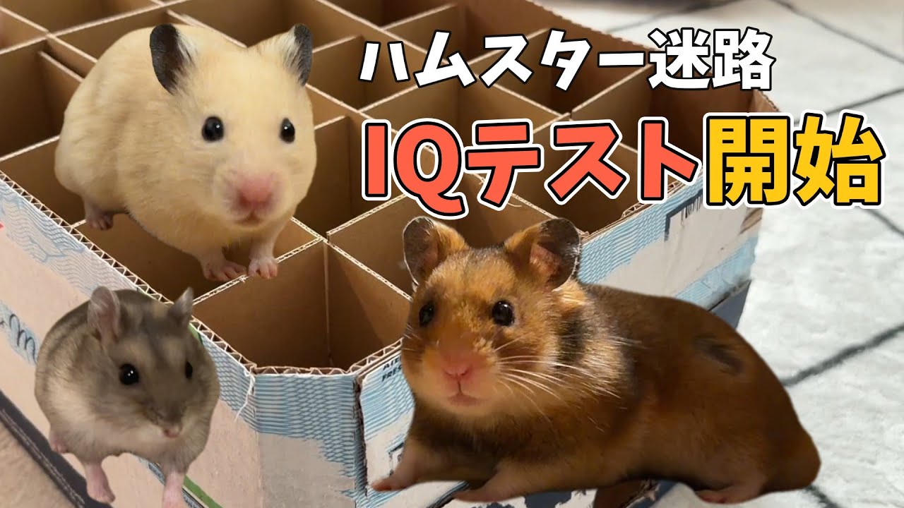 ハムスター　3 IQ Test] 3 Hamsters vs a Maze — Their Totally Different Strategies