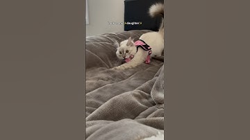 Throwback to when my cat wore her harness for the first time 😭 #shorts #catshorts #cat #cats