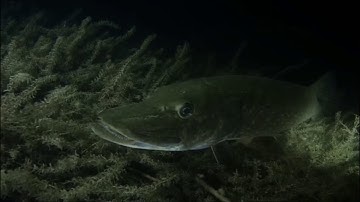 Vrijdagnachtduikje Cuijk, Kraaijenbergse Plas 8, 18 juli 2025
