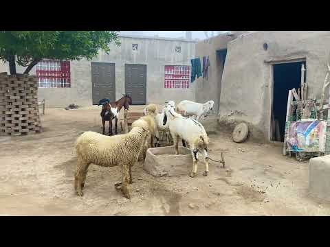 Relaxing Simple Village Home #villagelife 