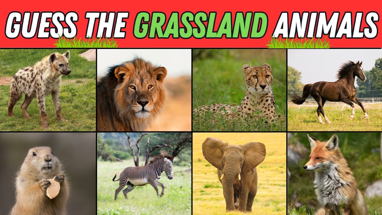 Guess the Grassland Animals | 3 Seconds Animal Quiz | 50 Animals - YouTube