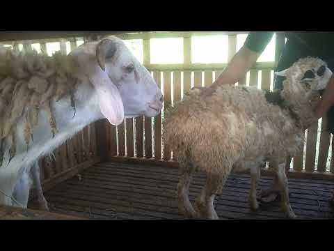 proses perkawinan domba dere dengan texel - YouTube