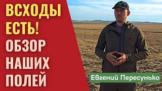 Что растет на наших полях? Осмотр всходов и гараж сельхозтехники