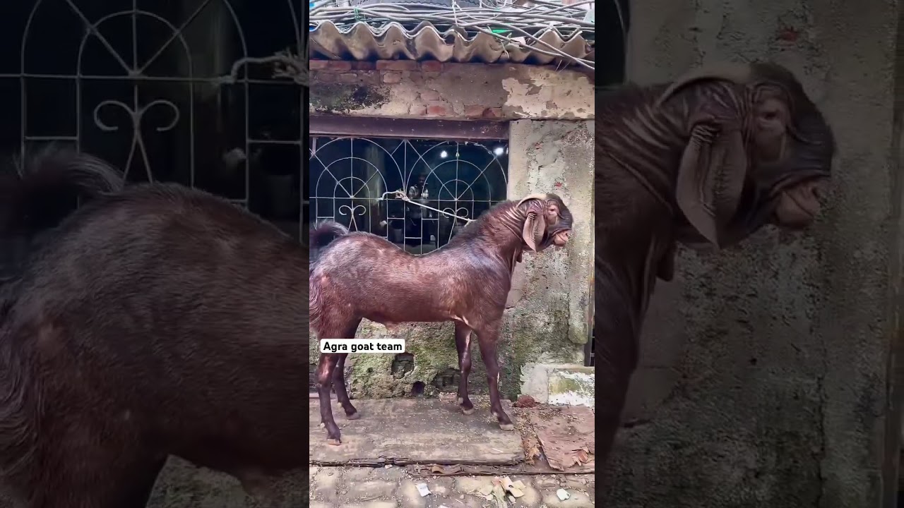 Ajmeri breeder top quality 