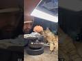 静かな工房に奇跡をくれた、一匹の猫