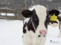 Winterize Your Calf Feeding Program