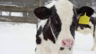 Winterize Your Calf Feeding Program