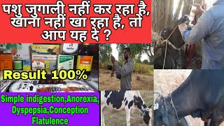 पशु जुगाली नहीं कर रहा है, खाना नहीं खा रहा है तो इलाज ऐसे करें? Simple indigestion, Anorexia Etc