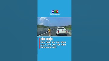 Bình Thuận: Báo động bò thả rông chạy vào cao tốc Vĩnh Hảo-Phan Thiết #btv #truyenhinhbinhthuan
