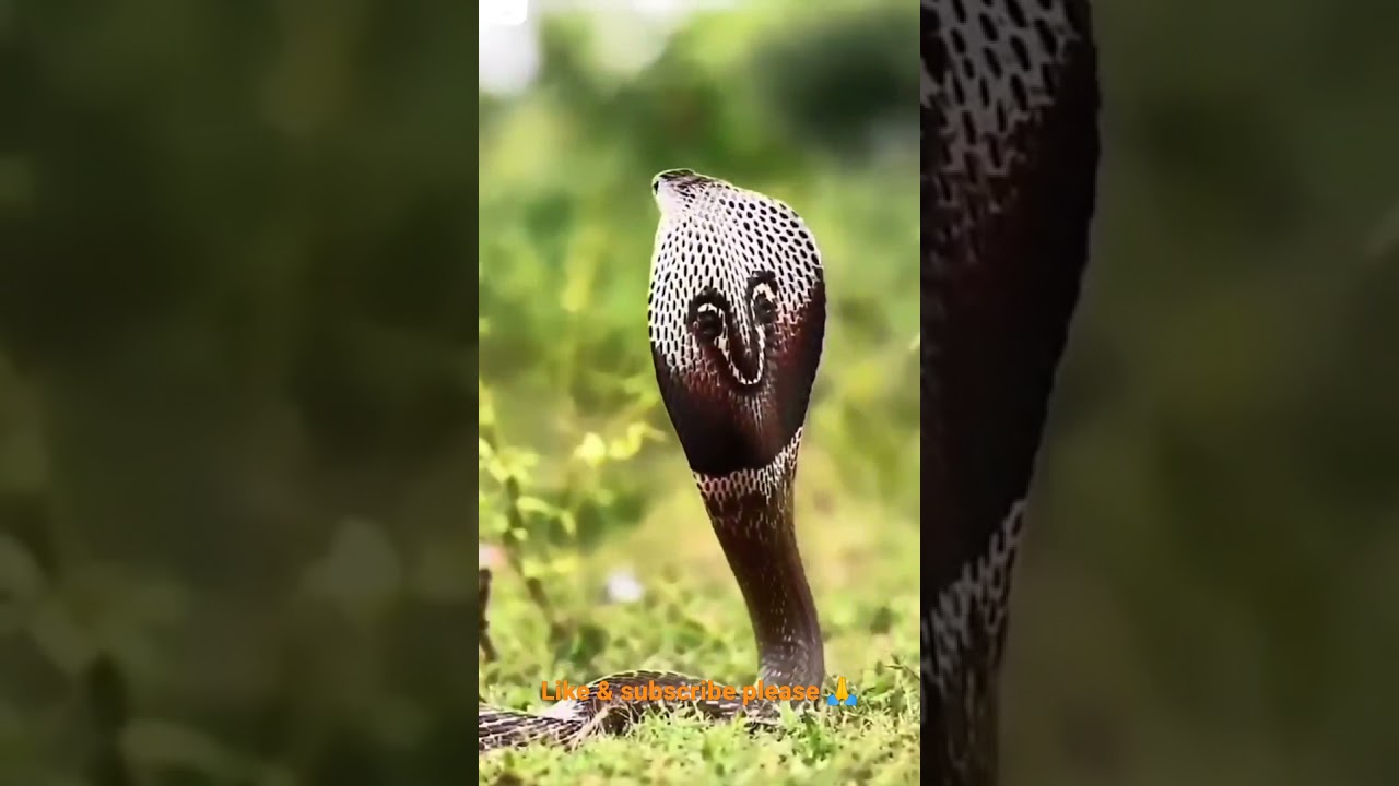 King Cobra snake movement😈