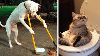 Try Not To Laugh Challenge - Funny Cat & Dog Vines compilation 2023 dog  cat funnyvideo