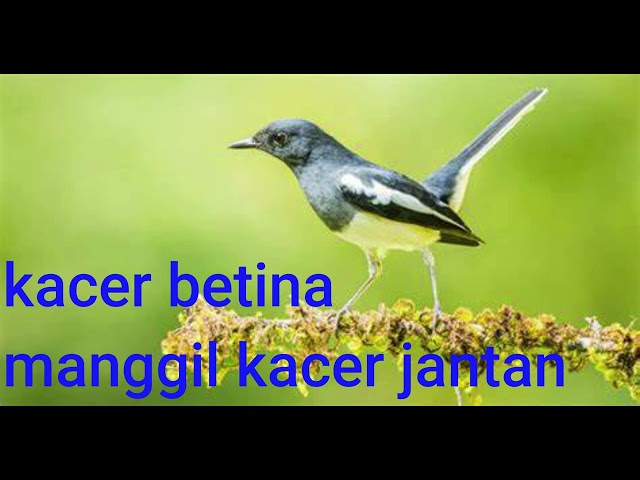 SUARA KACER BETINA MANGGIL KACER JANTAN DI JAMIN OPER BIRAHI class=