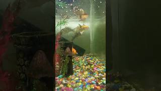 Fish is eating food. #shorts #video #youtubeshorts #video #fish #aquarium .