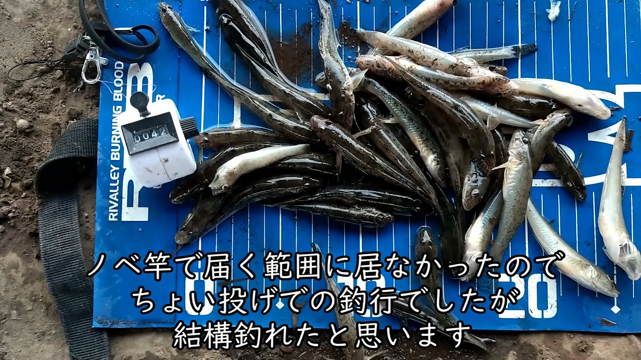ハゼ釣り ちょい投げ 鶴見川 Youtube