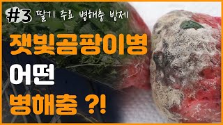 딸기 주요 병해충 방제 - 잿빛곰팡이병