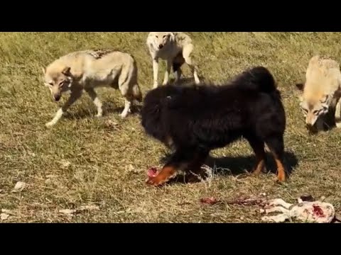 Video: Sú bradači poľovnícke psy?